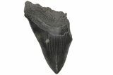 Partial, Fossil Megalodon Tooth - Serrated Blade #210807-1